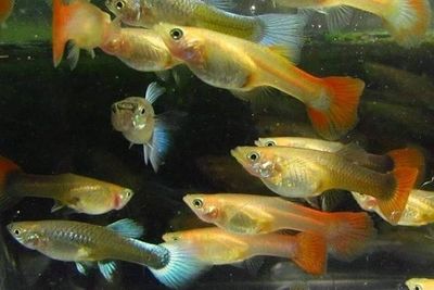 Assorted Female Guppy