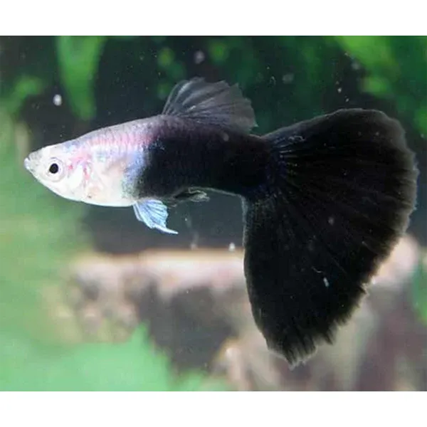 Half Black Guppy