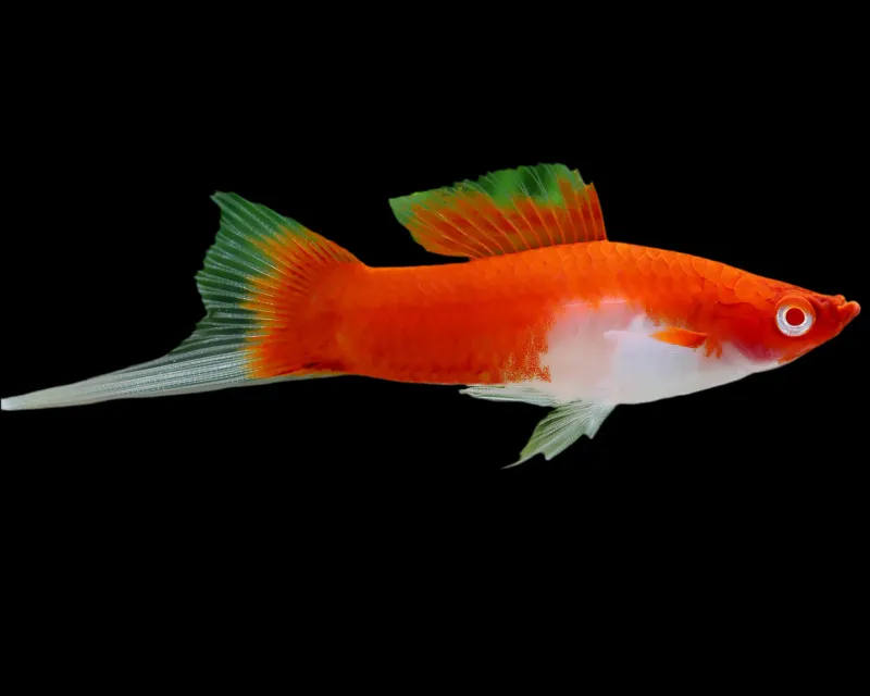 Kohaku Swordtail