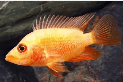 Red Devil Cichlid 2&quot;
