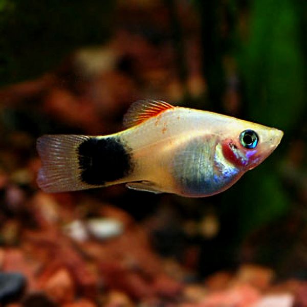 Mickey Mouse Platy