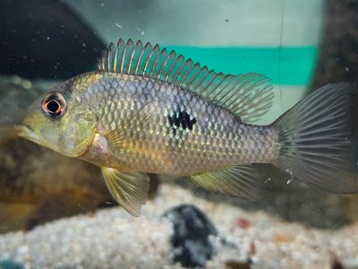 Gold Dust Geophagus &quot;Alto Sinu&quot;