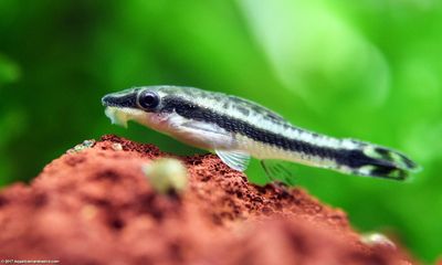 Octocinclus Cat