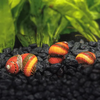 Red Racer Nerite Snail