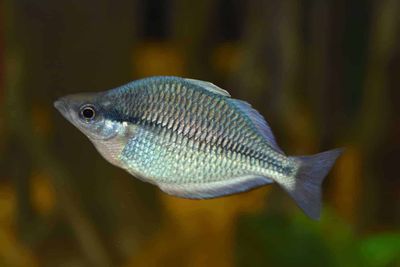 Kamaka Rainbowfish