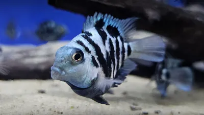 Polar Blue Convict Parrot