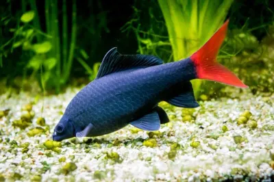 Rainbow Shark