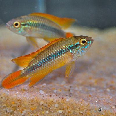 Agassizi Double Red Cichlid