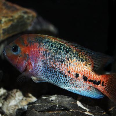 Synspilum &quot;Vieja Melanura&quot; 5&quot;
