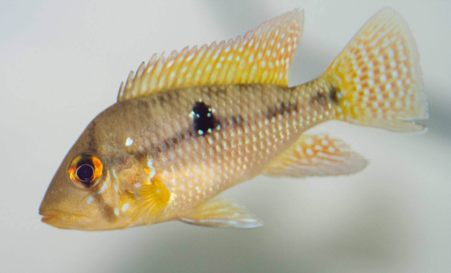 Geophagus Brasiliensis 3.5&quot;+