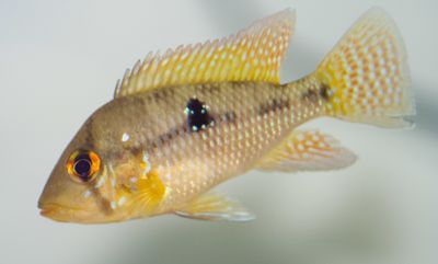Geophagus Brasiliensis 3.5&quot;+