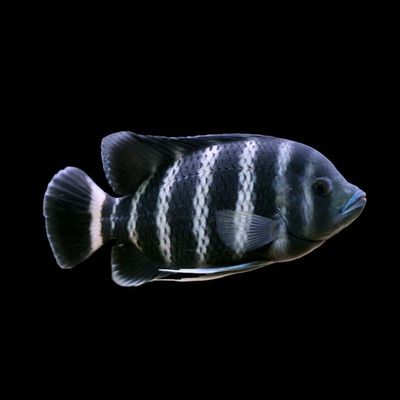Butterkoreri Cichlid