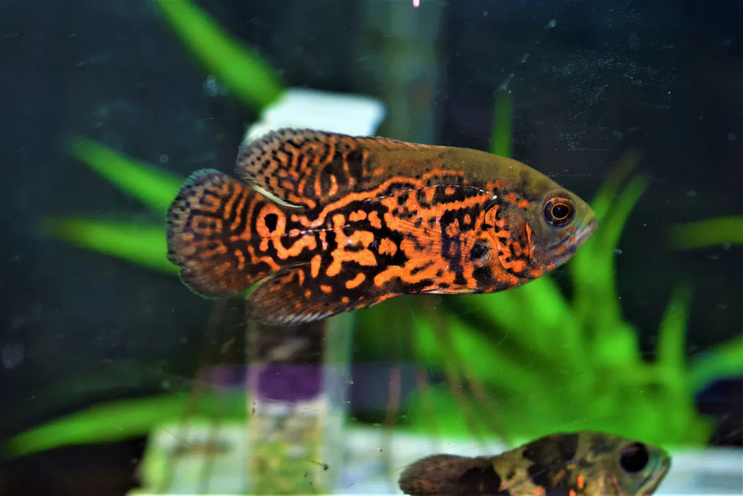 Red Tiger Oscar 2&quot;