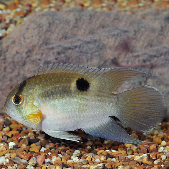 Keyhole Cichlid 2&quot;