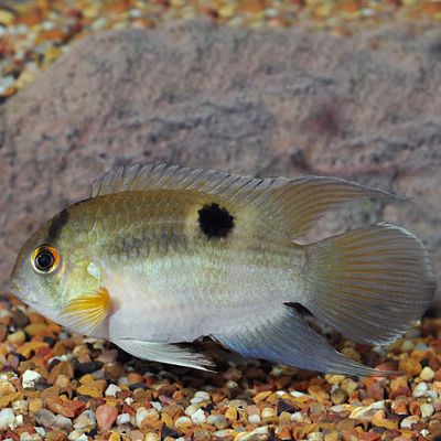 Keyhole Cichlid 2&quot;