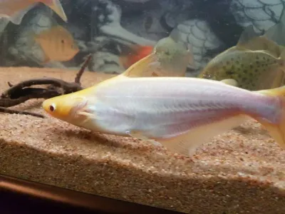 Albino Pangasius Catfish 4&quot;