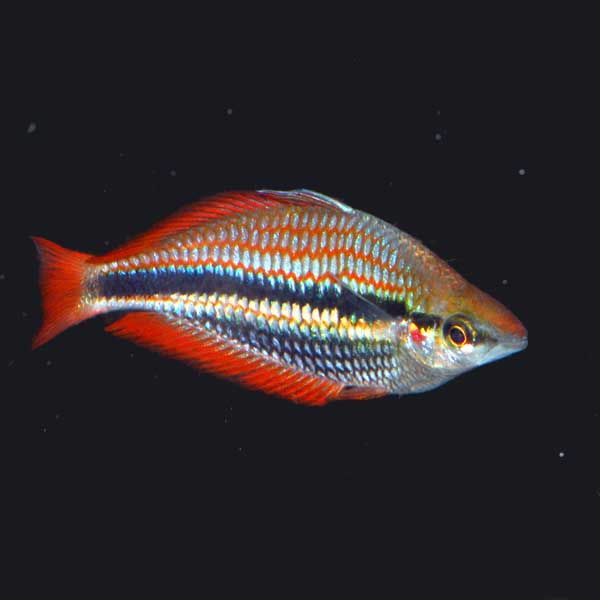 Trifasciata Rainbowfish 2.5&quot;+