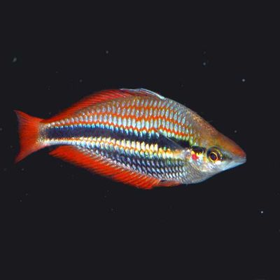 Trifasciata Rainbowfish 2.5&quot;+