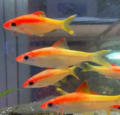 Golden Roseline Shark 2.5&quot;+