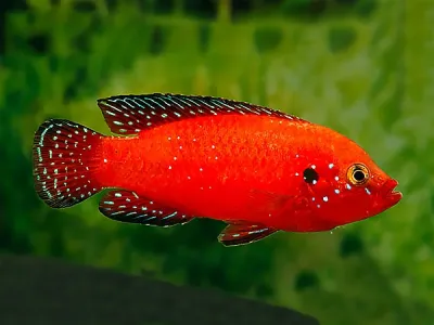 Turkana Jewel Cichlid 2.5&quot;