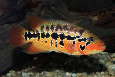 Red Tiger Motaguensis 2&quot;