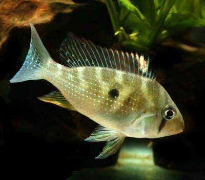 Heckelii Geophagus