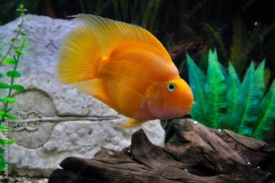 Yellow Parrot