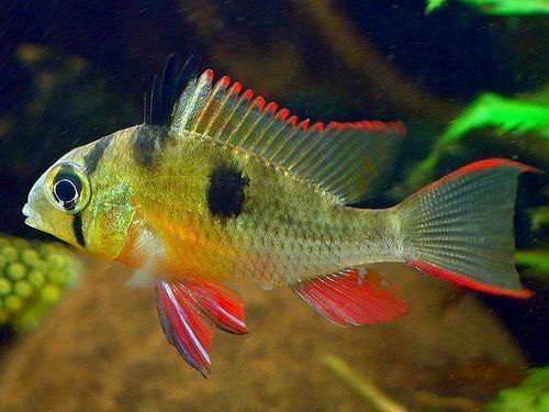 Crown Ruby Cichlid