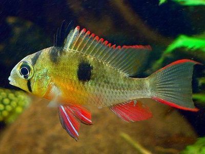 Crown Ruby Cichlid