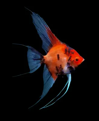 Red Devil Angel 2.5&quot;+
