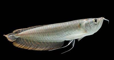 Silver Arowana 10&quot;+