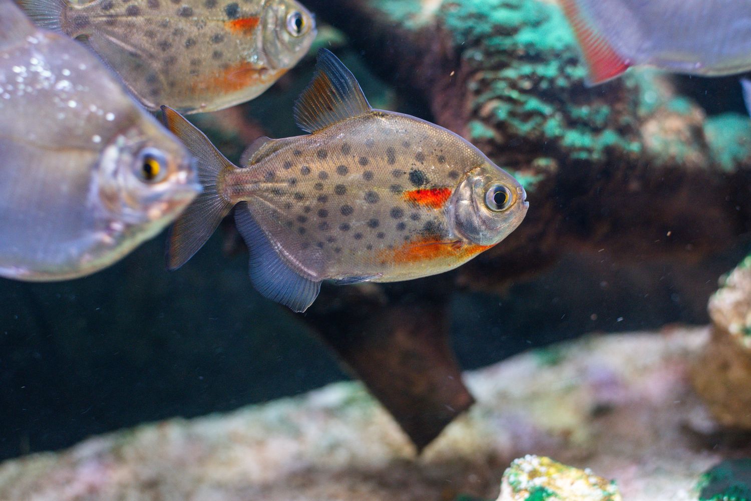 Spotted Silver Dollar