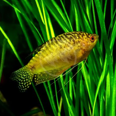 Gold Gourami