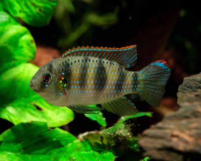 African Butterfly Cichlid