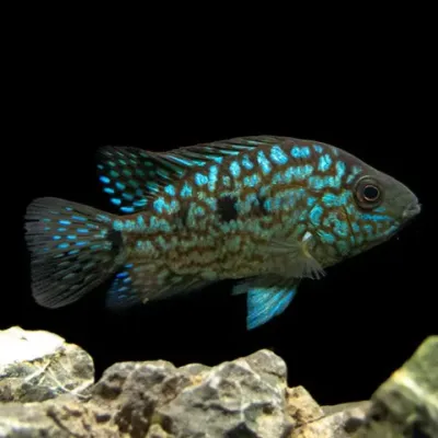 Carpintis Cichlid 3&quot;