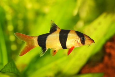 Clown Loach 2.5&quot;+