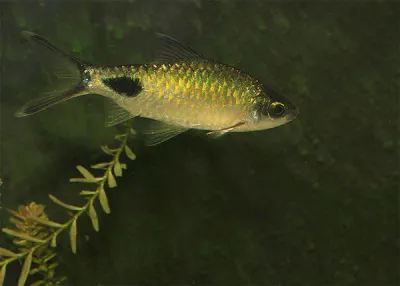 Black Spot Barb 3&quot;