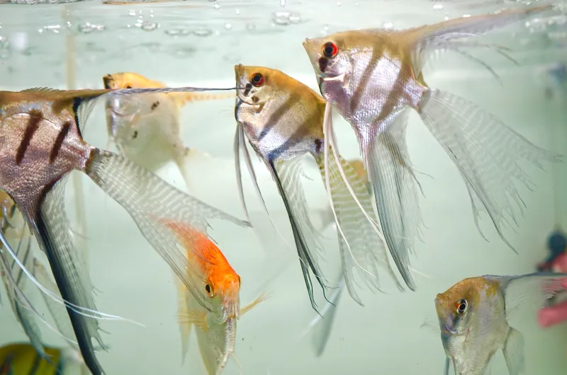 Assorted Large Veiltail Angel