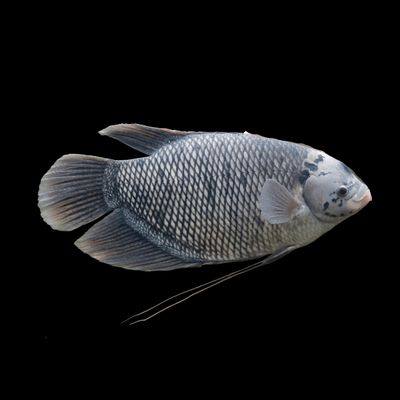 Giant Gourami 3&quot;