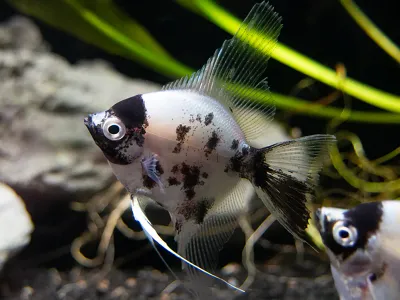Panda Angel