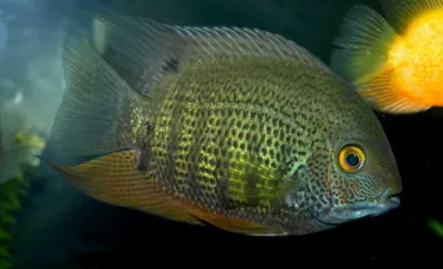 Green Severum Cichlid
