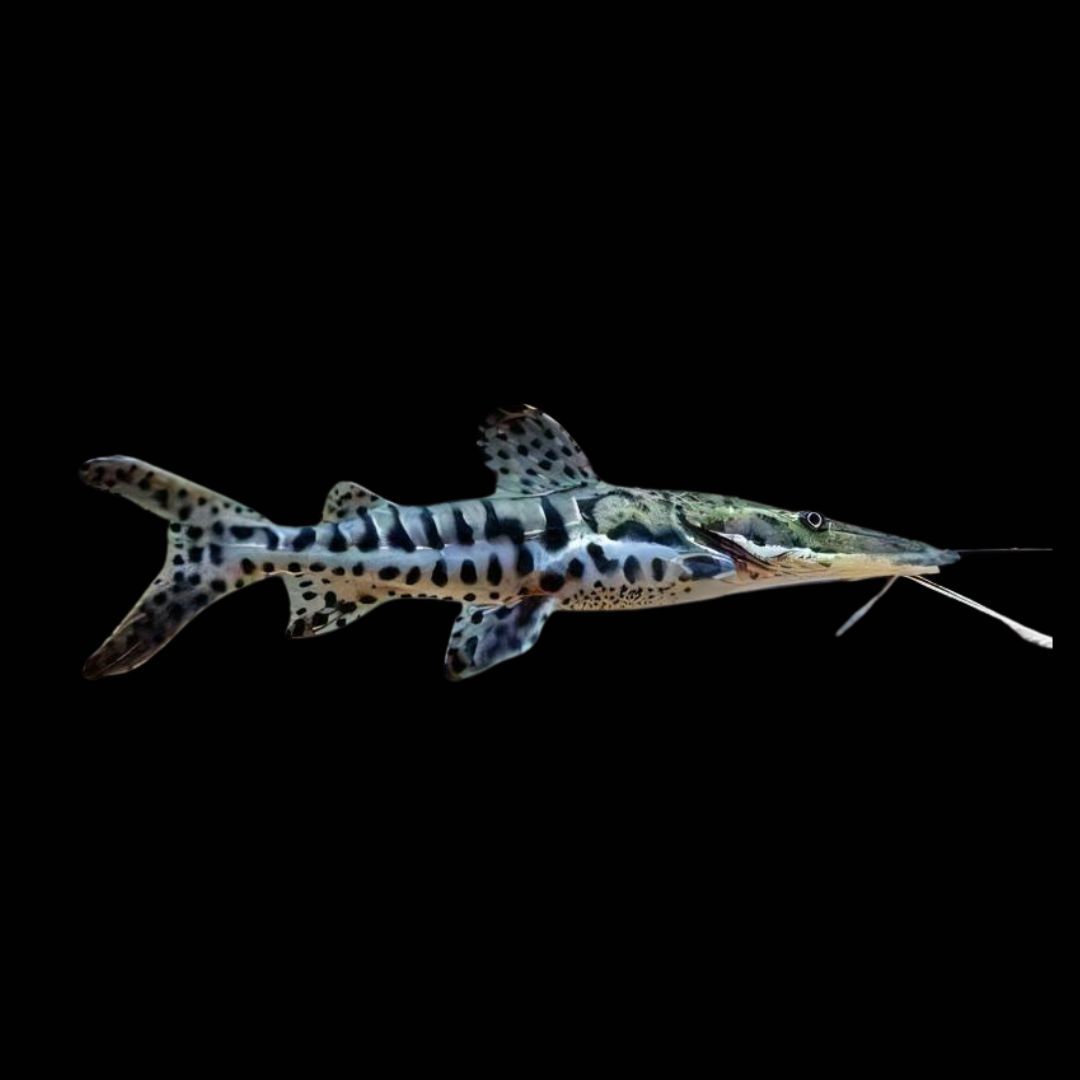 Tiger Shovelnose Catfish 4&quot;+