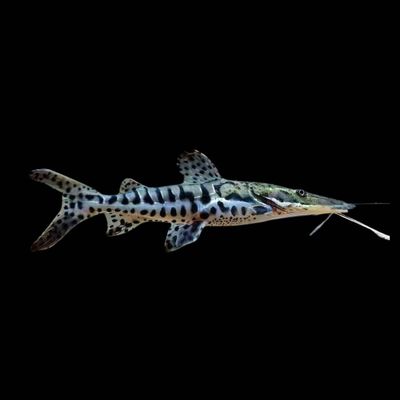 Tiger Shovelnose Catfish 4&quot;+