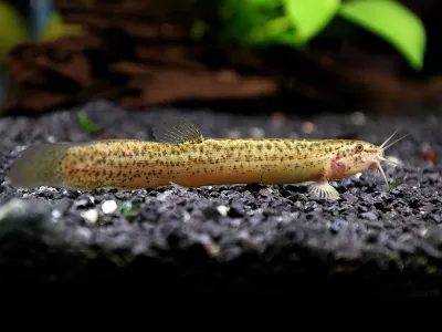 Dojo Loach