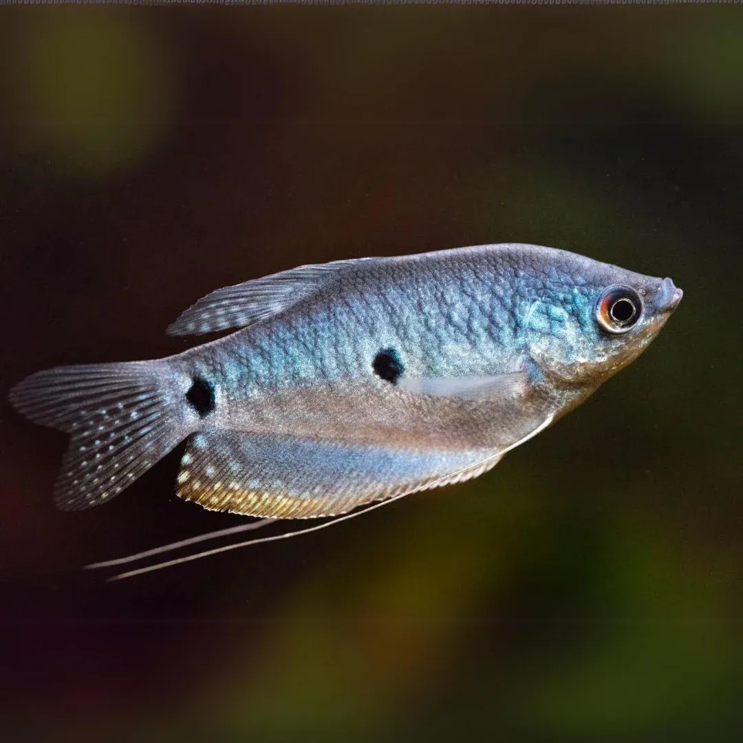 Blue Gourami