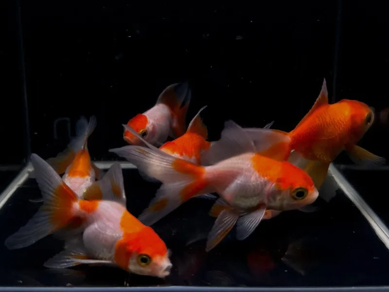 Red &amp; White Oranda 2"