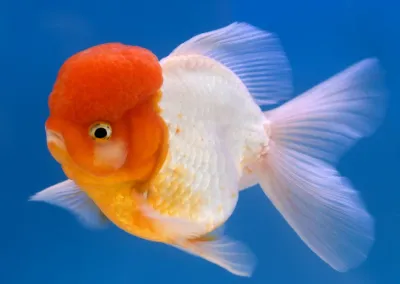 Lionhead Oranda 2&quot;+