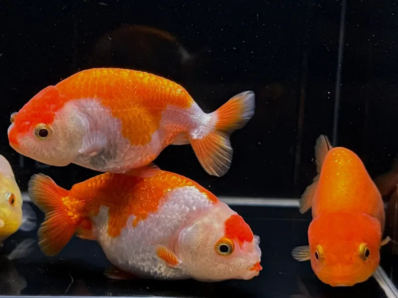 Assorted XLarge Ranchu 4"+