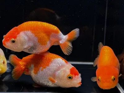 Assorted XLarge Ranchu 4&quot;+
