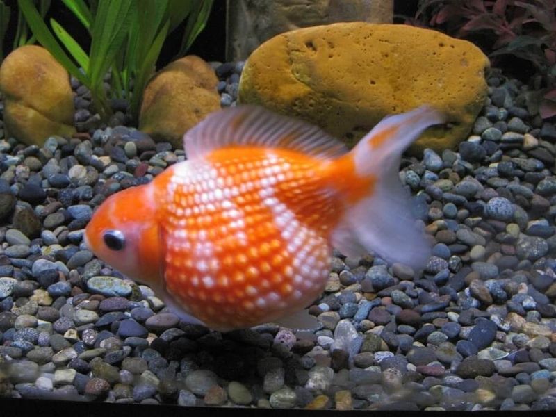 Pearlscale Goldfish 2"
